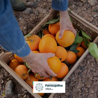 Secretaria de Agricultura e Emater promovem dia de campo voltado para a citricultura